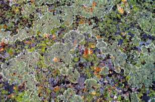 Lichen colonies on rocks-4536